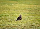 Zwarte wouw (oostelijk) (black-eared kite) Milvus migrans lineatus  - Kharkhorin 16-08-2016 (5)